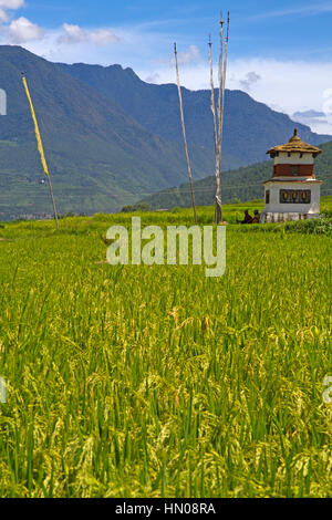 Chorten in campi di riso in Punakha Foto Stock