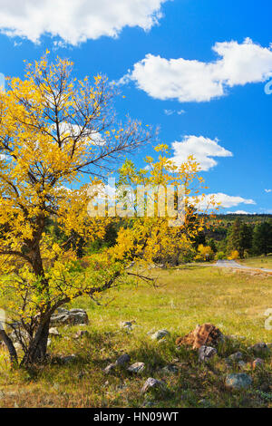 Iron Mountain Road, Peter Norbeck Scenic Highway, Keystone, Dakota del Sud, STATI UNITI D'AMERICA Foto Stock