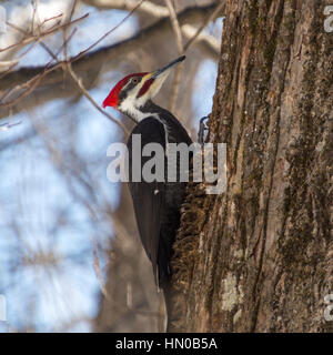 Picchio Pileated bird su un vecchio tronco di albero in inverno. Una giornata di sole e cielo blu luce di sfondo fino la sua testa rossa. Foto Stock
