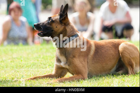 Il tedesco della polizia militare sheepdog giace sull'erba Foto Stock