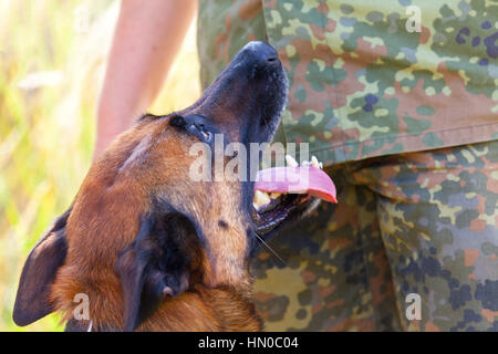 Il tedesco della polizia militare cane mostra al suo proprietario Foto Stock