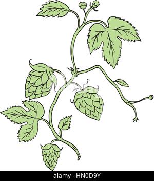 Disegno stile di disegno illustrativo di una pianta di luppolo Humulus lupulus con fiori e coni di sementi o di arrampicata strobiles impostato su isolato sullo sfondo bianco. Illustrazione Vettoriale