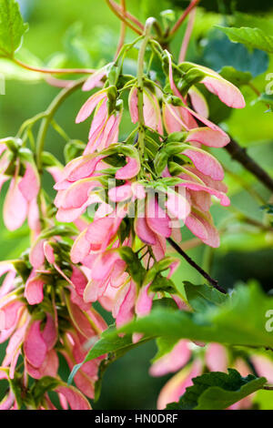 Acer pseudoplatanus 'Brillantissimum' in estate - platano Foto Stock