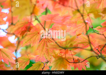 Acer Japonicum Luna Piena acero, cambiando colore foglia Jane Ann Butler JABP Fotografia1829 Foto Stock