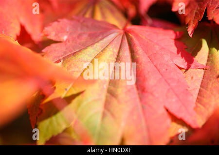 Acer Japonicum Luna Piena Maple close up, lascia cambiare colore in autunno Jane Ann Butler JABP Fotografia1828 Foto Stock