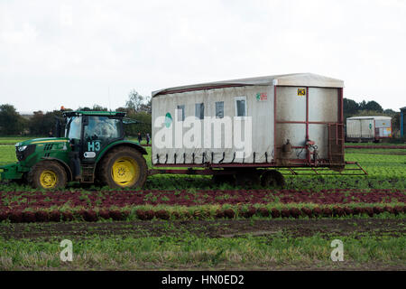 Sul campo la stazione di imballaggio per il raccolto di lattuga, Bawdsey, Suffolk, Regno Unito. Foto Stock