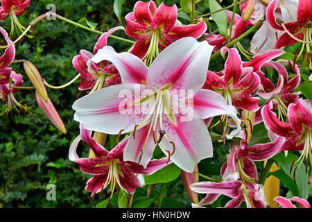 Il Lilium orientali "ibrido targazer' si chiudono in crescita in un bordo del giardino Foto Stock