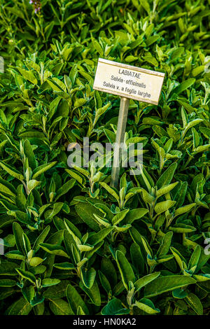Emilia Romagna CASOLA VALSENIO (RA): giardino di erbe aromatiche: Salvia officinalis Foto Stock
