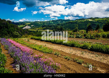 Emilia Romagna CASOLA VALSENIO (RA): giardino di erbe aromatiche: tour guidato del giardino terrazze Foto Stock