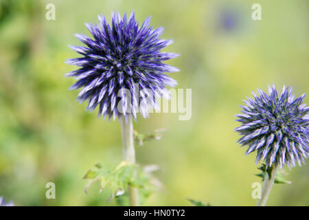 Blue Globe cardi, Echinops,in un giardino nel Regno Unito Foto Stock