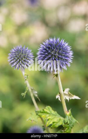 Blue Globe cardi, Echinops,in un giardino nel Regno Unito Foto Stock