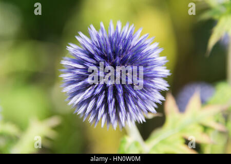 Blue Globe cardi, Echinops,in un giardino nel Regno Unito Foto Stock