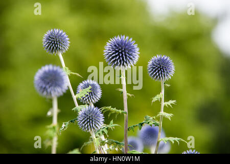 Blue Globe cardi, Echinops,in un giardino nel Regno Unito Foto Stock