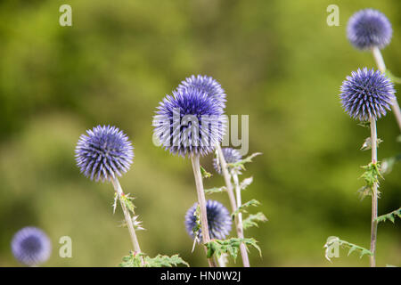 Blue Globe cardi, Echinops,in un giardino nel Regno Unito Foto Stock