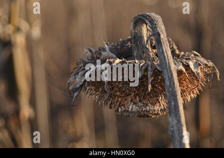 Essiccata la testa di girasole sul bordo del campo Foto Stock