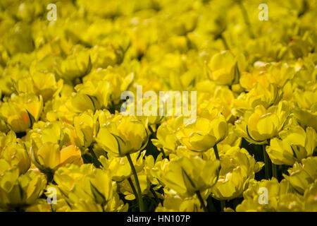 I tulipani del 2016 Canadian Tulip Festival presso Dow del lago in Ottawa, Ontario, Canada. Foto Stock