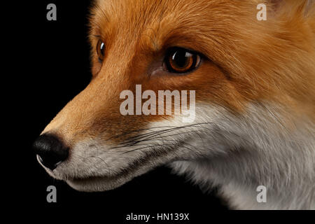 Closeup Ritratto di Red Fox in profilo isolato su nero Foto Stock