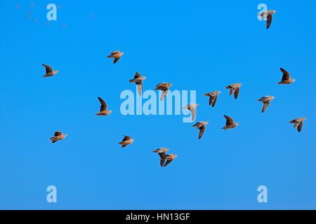 Namaqua sandgrouses (Pterocles namaqua), stormo di uccelli in volo, il Parco Nazionale di Etosha, Namibia, Africa Foto Stock