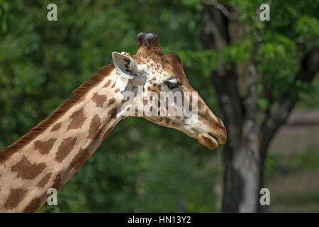 Close-up del Kordofan giraffe o Giraffa camelopardalis antiquorum noto anche come centrale di una giraffa africana Foto Stock