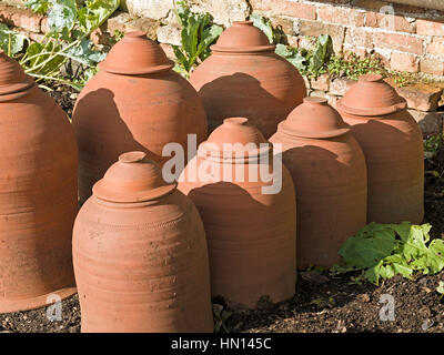 Rabarbaro in terracotta pentole di forzamento Foto Stock