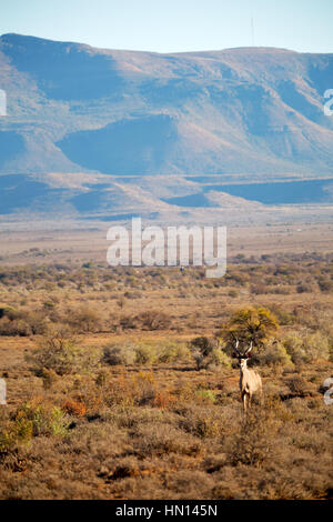 La sfocatura in Sud Africa kruger wildlife riserva naturale e selvaggio impala Foto Stock