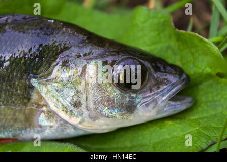 Pesce persico su uno sfondo bianco, acqua fresca Foto Stock