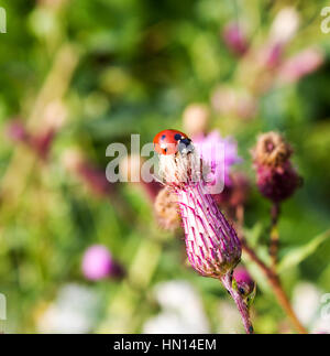 Coccinella su un fiore di cardo d'estate,sfondo. Foto Stock