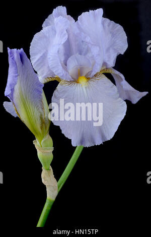 Tall barbuto fiore di Iris e bud Giugno Foto Stock