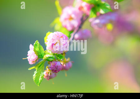 Vista ingrandita di un singolo ramo di fioritura prugna in piena fioritura. Fiori di colore rosa contro verde e grigio sfondo sfocato. La gioia e la bellezza della molla Foto Stock