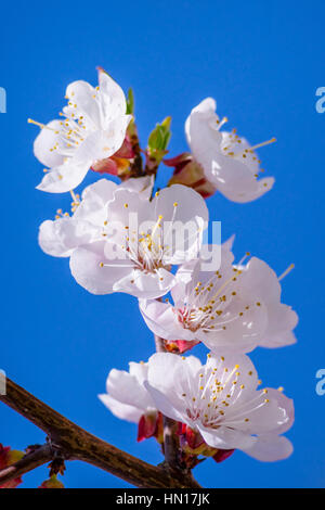 Grappolo di albicocche giapponesi - Prunus mume - fiori. Soft rosa fiori soleggiati contro lo sfondo del cielo blu scuro. La bellezza e la gioia della stagione primaverile. Foto Stock