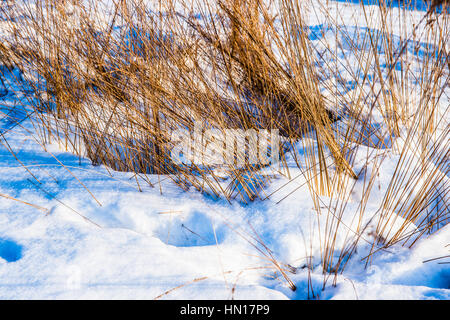 Abstract di dry feather erbe e firn bianco neve granulare con ombre blu nella luce di inizio inverno del tramonto. Foto Stock