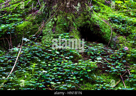 Fungo su un muschio in legno. Foto Stock