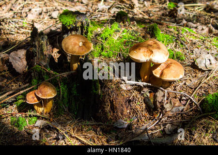 Fungo. Funghi porcini su moss nella foresta. Fungo Boletus edulis nella foresta. Testa a fungo - Funghi porcini sani e delicati cibo.it cresce nel buio fo Foto Stock