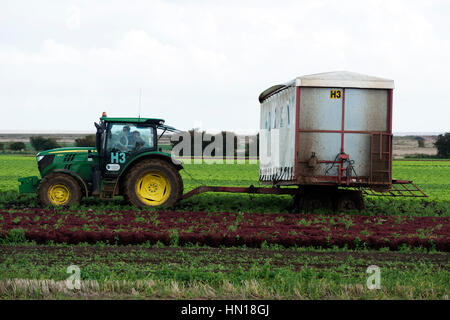Sul campo la stazione di imballaggio per il raccolto di lattuga, Bawdsey, Suffolk, Regno Unito. Foto Stock