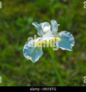 Iride Bianco fiore nel giardino estivo su uno sfondo di freschi Fogliame verde Foto Stock