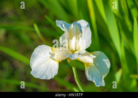 Iride Bianco fiore nel giardino estivo su uno sfondo di freschi Fogliame verde Foto Stock