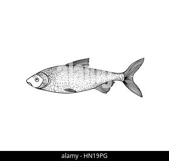 Schizzo di pesce isolate su sfondo bianco. Il pesce icona. disegnati a mano illustrazione incisione di testa dorato e la spigola. Illustrazione Vettoriale