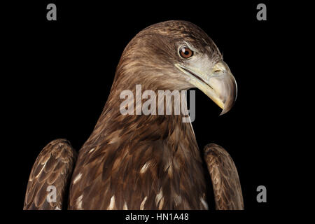 Close-up White-tailed eagle, rapaci isolati su sfondo nero Foto Stock