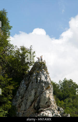 Gruppo di avvoltoi grifone (Gyps fulvus) su una montagna in Serbia Foto Stock