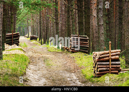 La registrazione. Pile di pino abbattuto tronco di albero logs lungo la strada in evergreen la foresta di conifere. Pomerania, Polonia. Foto Stock