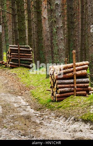 La registrazione. Pile di pino abbattuto tronco di albero dei registri in evergreen la foresta di conifere. Pomerania, Polonia. Foto Stock