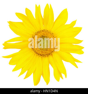 Bel colore giallo girasole isolato su bianco. Close-up Foto Stock