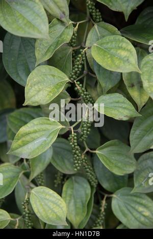 Coltivati localmente Kampot pepe, Cambogia Foto Stock