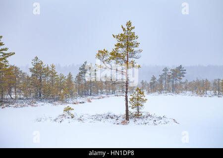 Paesaggio invernale con gli abeti in acqua congelata, estone bog Foto Stock