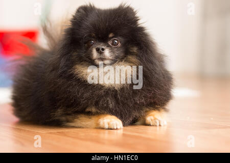 Piccolo cane nero cane di razza sdraiato sul pavimento. Foto Stock