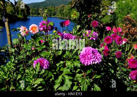 Shelbune cade, Massachusetts - 15 Settembre 2014: coloratissima linea di dalie il ponte di fiori, un ex carrello span oltre il Fiume Deerfield Foto Stock