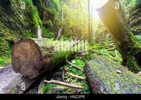 Tagliare albero nella foresta Foto Stock