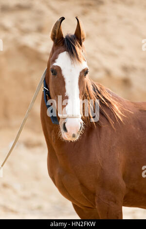 Ritratto di un castagno marwari horse. Foto Stock