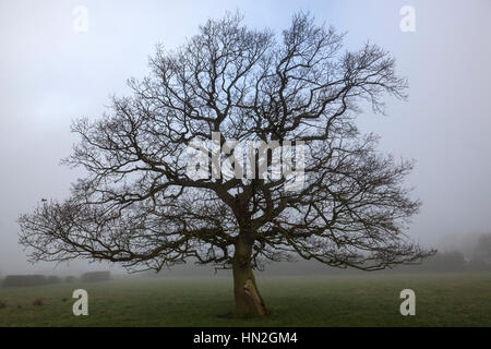 Albero di quercia senza le foglie in autunno e inverno, una serie tiro dalla stessa posizione della fotocamera. Foto Stock