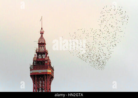 Gregge animale fly volo starling sciame bird crepuscolo murmuration Pier di Blackpool roost uccelli storni sono ' appollaiati mormorando sono ' appollaiati Mormorando di un regno unito Foto Stock